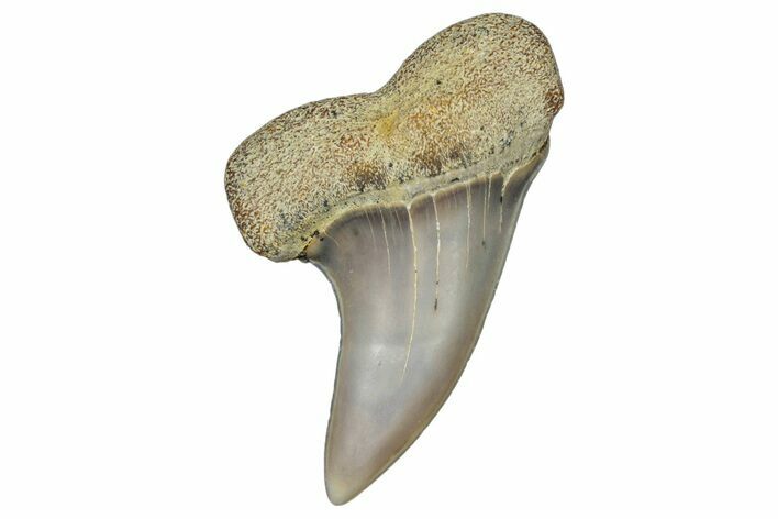 Fossil Shark Tooth (Carcharodon planus) - Bakersfield, CA #306826